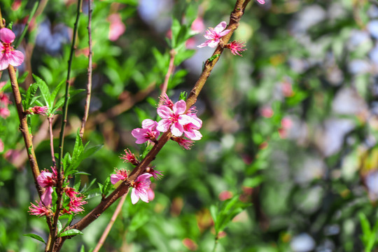 樱花