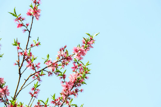 桃花朵朵开素材