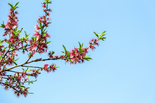 桃花