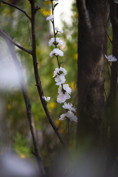 碧桃花开