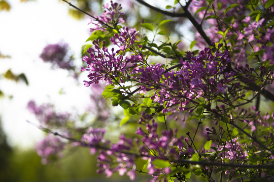 丁香花