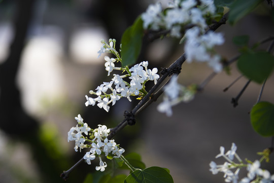 丁香花