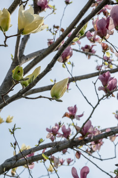 玉兰花