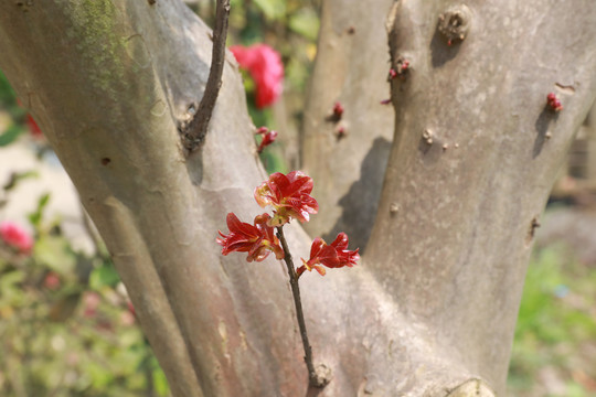 嫩芽