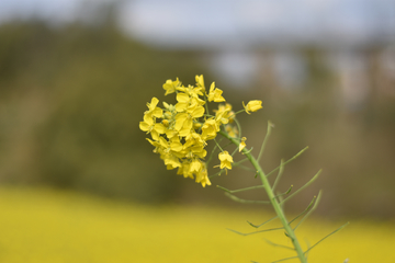 油菜花