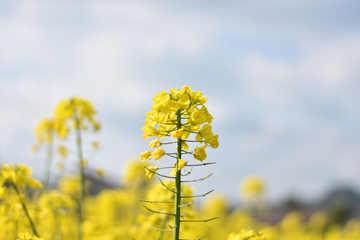 油菜花