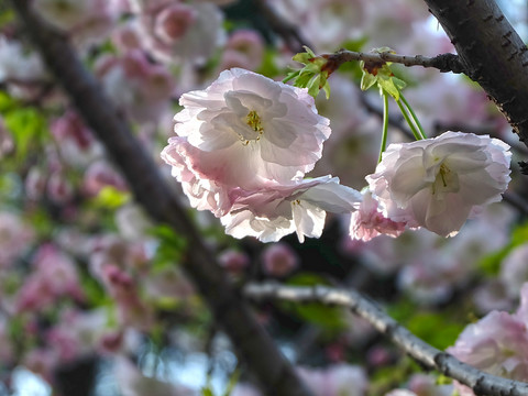 淡粉色樱花