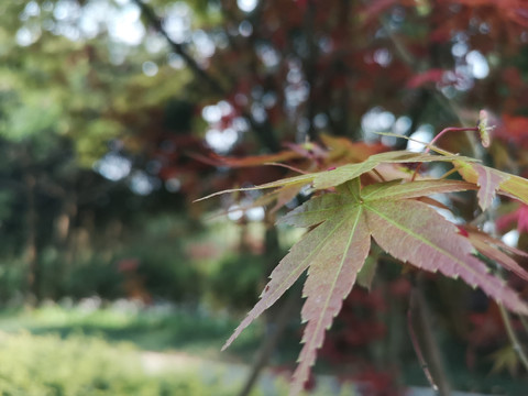 植物