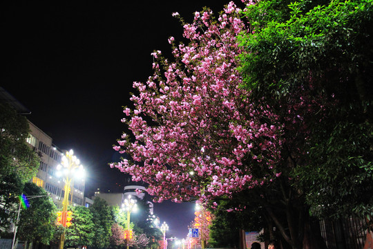 夜幕下的樱花树