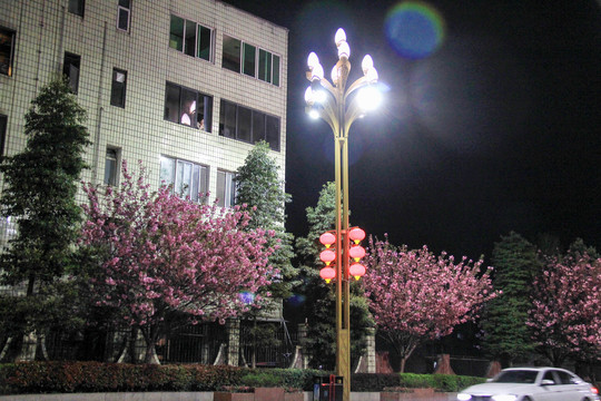 夜晚路灯下的樱花树