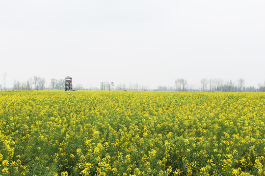 油菜花