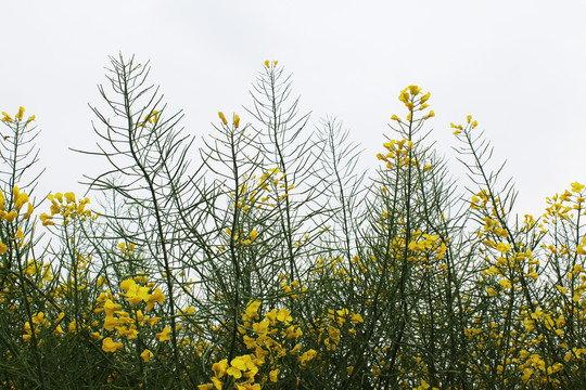 油菜花