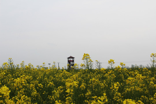 油菜花