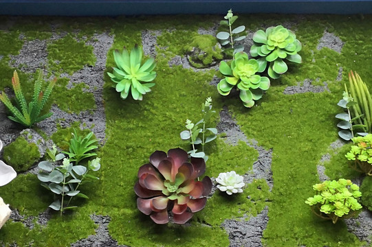 植物墻