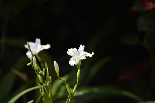 白色鸢尾花