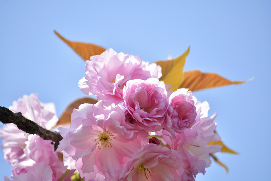 樱花特写