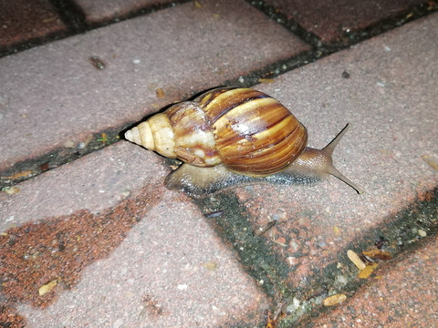 雨后大蜗牛