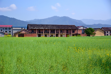 乡村油菜籽田