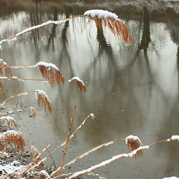 春雪河边芦苇丛