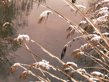 春雪