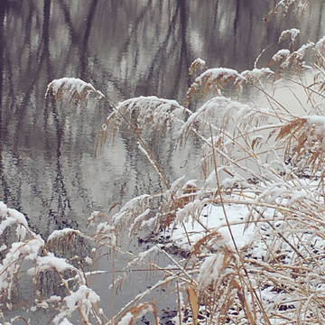 春雪芦苇小河边