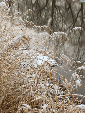 春雪芦苇小河边