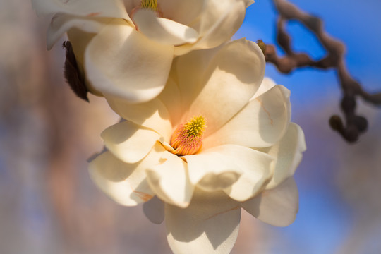 玉兰花