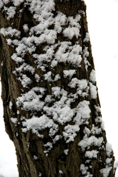 树干上的雪