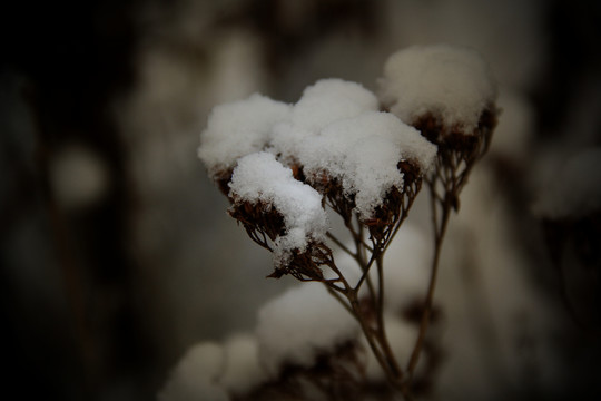 雪上枝头