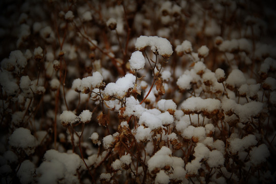 雪上枝头