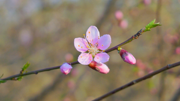 桃花