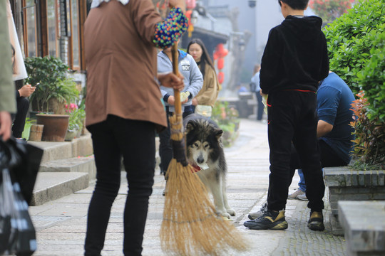 阿拉斯加老狗