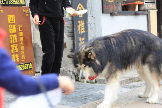 阿拉斯加老狗