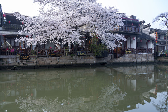 西塘古镇樱花树盛开