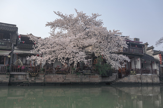 西塘古镇樱花树盛开