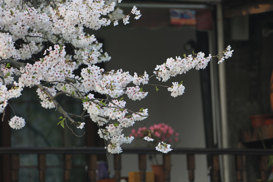 西塘古镇樱花树盛开