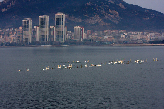 仙女沐浴