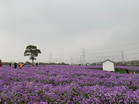 网红花海基地