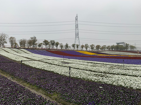 三色堇育苗基地