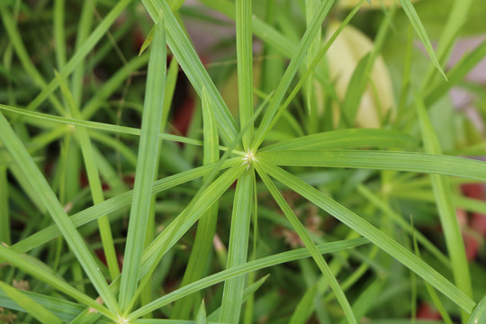 绿色植物盆景旱伞草