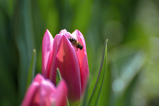 郁金香花上的蜜蜂