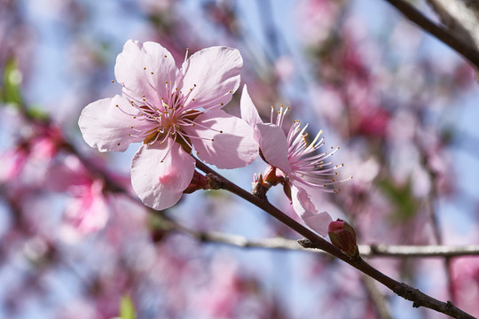 桃花