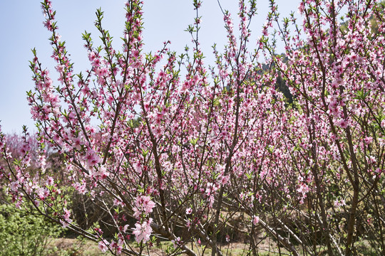 桃花枝