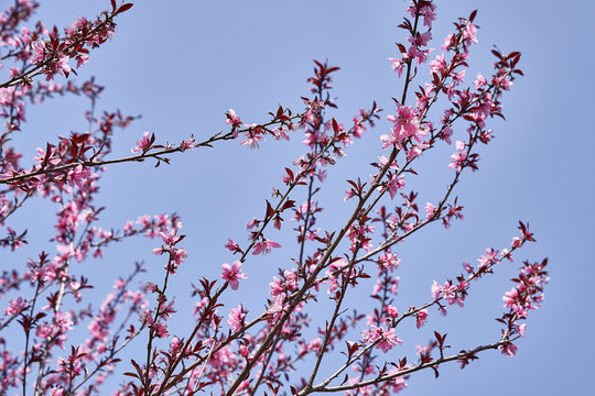 桃花枝