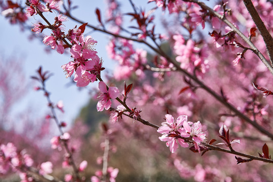 桃花