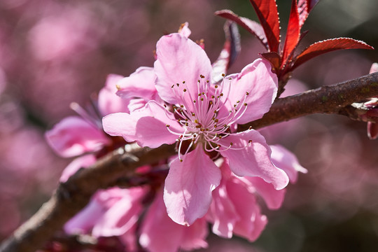 桃花