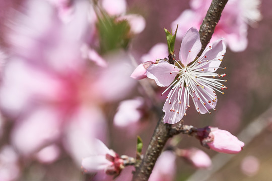 桃花