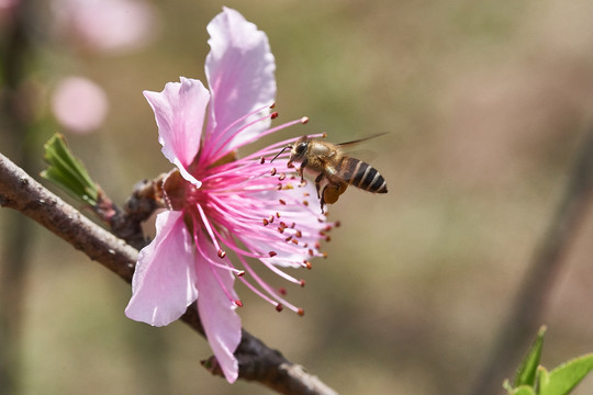 蜜蜂采蜜