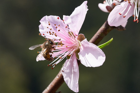 蜜蜂采蜜