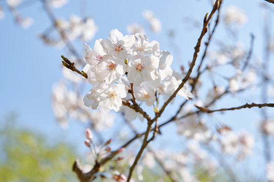 樱花